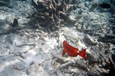 Meedhupparu 2004 Unterwasser-Fotos,_832_37 B_478